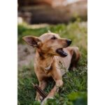 GPF 180g VeggieDog Adult Denties - Obrázek 2