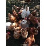 Mikros Galli Sweet 5kg minerální krmivo pro drůbež - Obrázek 2