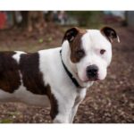 Náhubek kov.bull F297 - Obrázek 2