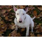 Náhubek kov.bull P298 - Obrázek 4