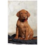 Obojky nylonové 1/17-25cm rozeznávací 6ks/bal č.1 - Obrázek 2