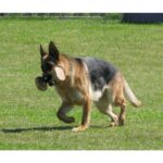 Aport činka 1000g dřevěná B+F - Obrázek 2