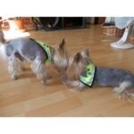 Šátek reflexní pro psa XS-S 22-28cm - Obrázek 2