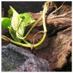 Stelivo kokosové Lignocel 3l - Obrázek 2