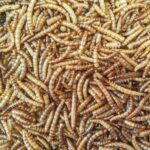 Apetit Mealworm 500g moučný červ - Obrázek 2