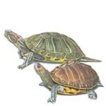 Krmivo želva 500g Apetit/15ks - Obrázek 2