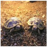 Terarijní substrát  3l Robimaus - Obrázek 3