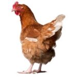 Krmítko žlabové 0,75m - Obrázek 2