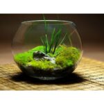 Akvarijní koule  0,8 l - Obrázek 2