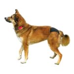 Hárací kalhotky de Luxe č. 3/M - Trixie - Obrázek 2