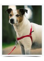 Easy Walk™ Harness - Obrázek 4