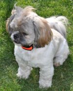 Dogtrace d-control 200 mini - Obrázek 7