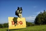 Překážka Dogtrace - Obrázek 2