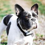 Dogtrace d-control 600 - Obrázek 7