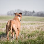 Dogtrace d-control 1600 - Obrázek 6