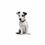 Canicalm Sonic - Obrázek 2