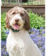 PetSafe® No Bark - Obrázek 2