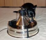 Drinkwell 360 - Obrázek 6