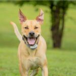 Obojek a přijímač PetSafe® Classic - Obrázek 2
