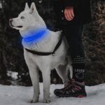 Reedog luminous USB svíticí obojek pro malé, střední a velké psy - Obrázek 8