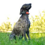 Kratší obojek pro dalšího psa - DOG GPS X30T Short - Obrázek 9