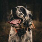 Dogtrace DOG GPS X30TB Short - Obrázek 11