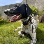 Dogtrace d-control Edge 650 - Obrázek 12