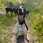 Náhradní nabíjecí výcvikový obojek pro dalšího psa d-control edge ONE - přijímač IZV - Obrázek 5