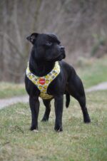 Reedog LEMON - Obrázek 4