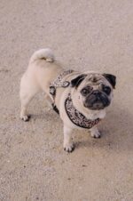 Reedog LEO - Obrázek 3