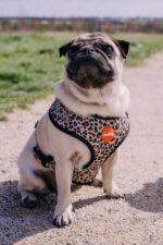 Reedog LEO - Obrázek 2