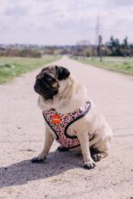 Reedog LEO PINK - Obrázek 2