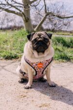 Reedog LEO PINK - Obrázek 3