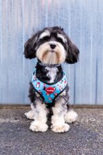 Reedog PENGUIN - Obrázek 2