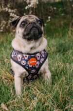 Reedog PUPPY - Obrázek 2