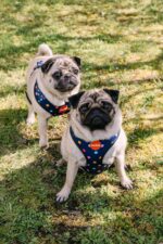 Reedog BUBBLE - Obrázek 2