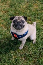 Reedog BUBBLE - Obrázek 4