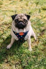 Reedog BUBBLE - Obrázek 3