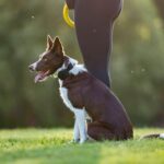 Dogtrace d-control Edge 250R s prstýnkovým ovladačem - Obrázek 3