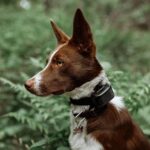 Dogtrace d-control Edge 250R s prstýnkovým ovladačem - Obrázek 4