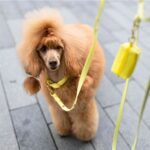 Bura obojek pastělově žlutý PUP´S Paradise - Obrázek 2