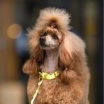 Bura obojek pastělově žlutý PUP´S Paradise - Obrázek 3