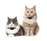 Reedog CP1 Výcvikový obojek pro kočky - Obrázek 8