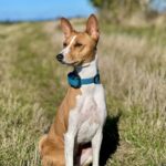 Dogtrace d-control 1000 mini - Obrázek 6