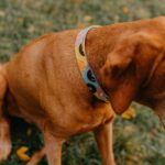 Amiplay Obojek nastavitelný BeHappy Donut - Obrázek 3