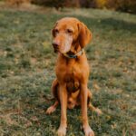 Amiplay Obojek nastavitelný BeHappy Donut - Obrázek 2