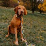 Amiplay Vodítko BeHappy Donut 150 cm - Obrázek 2