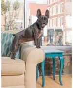 PetSafe® Lite - Obrázek 3