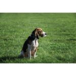 BAZAR - Martin System GPS obojek MPS Dog 2.0 - Obrázek 4