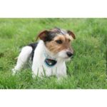 Canicalm Spray - Obrázek 5